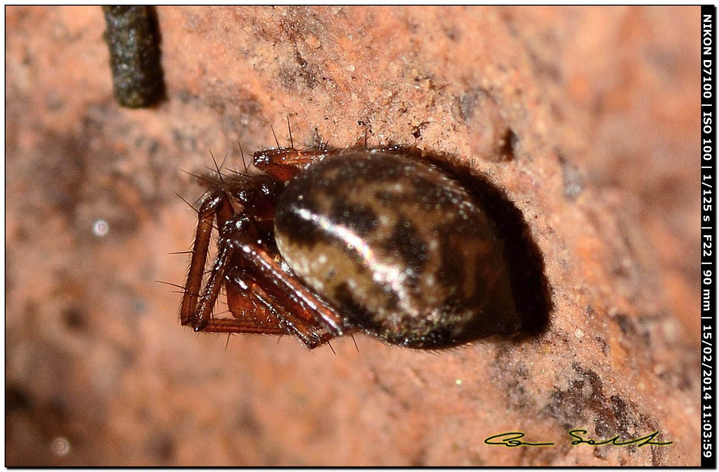 Theridiidae? No. Forse, Leptyphanthes sp. - Alghero (SS)